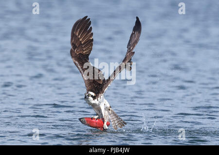 Eine osprey fliegt mit einem Kokanee Lachse nach dem Fang in Hayden Lake im Norden von Idaho. Stockfoto