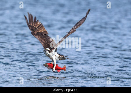 Eine osprey fliegt mit einem Kokanee Lachse nach dem Fang in Hayden Lake im Norden von Idaho. Stockfoto