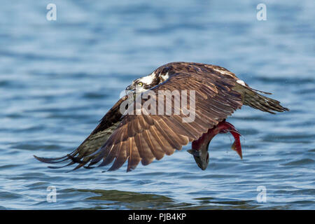 Eine osprey fliegt mit einem Kokanee Lachse nach dem Fang in Hayden Lake im Norden von Idaho. Stockfoto