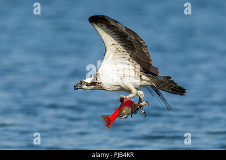 Eine osprey fliegt mit einem Kokanee Lachse nach dem Fang in Hayden Lake im Norden von Idaho. Stockfoto