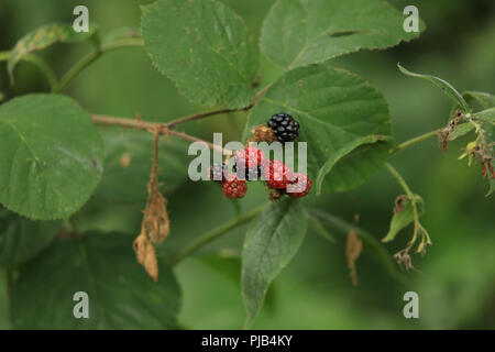 Reife und Unreife Brombeere im Spätsommer/Herbst. Stockfoto