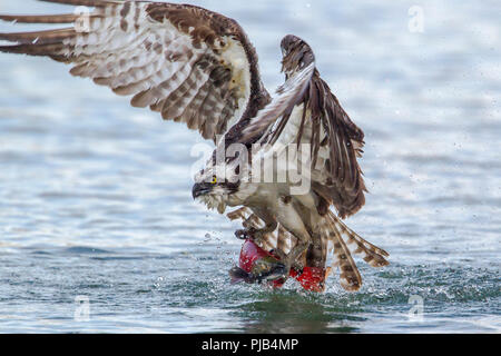 Eine osprey fliegt mit einem Kokanee Lachse nach dem Fang in Hayden Lake im Norden von Idaho. Stockfoto