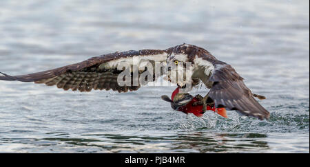 Eine osprey fliegt mit einem Kokanee Lachse nach dem Fang in Hayden Lake im Norden von Idaho. Stockfoto