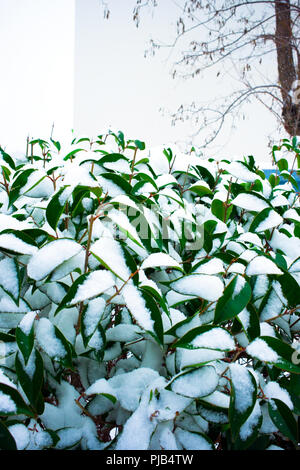 In der Nähe von Schnee bedeckten Blätter auf Bush in der städtischen Umgebung, Frankreich Stockfoto