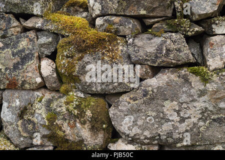 Moos und Flechten wachsen auf einem alten Trockenmauern Deich auf einem Croft in Sutherland, Schottland Stockfoto