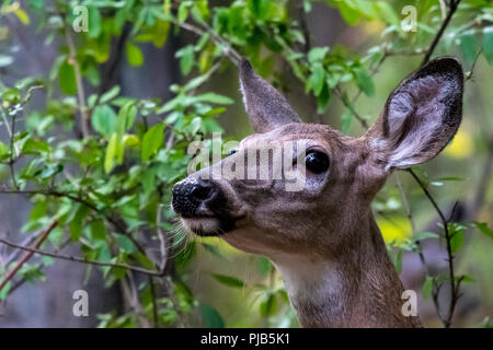 Closeup Portrait von weiblichen Weißwedelhirsche (Odocoileus virginianus) riechen für Gefahr im Wald. Stockfoto