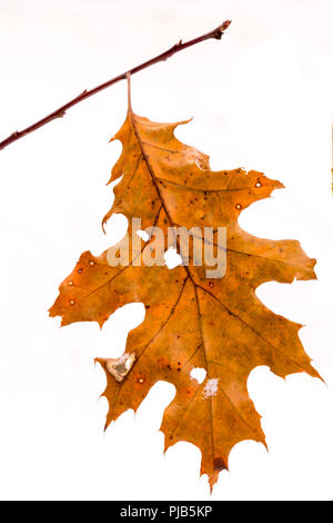 Getrocknete orange braun Roteiche (Quercus rubra) Blatt noch am Baum im Winter mit weißem Hintergrund. Stockfoto