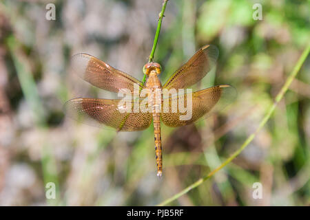 Nahaufnahme eines jungen männlichen Grasshawk Dragonfly (Neurothemis fluctuans). Es hat alle Markierungen der Erwachsenen und die schöne Färbung der Flügel,... Stockfoto