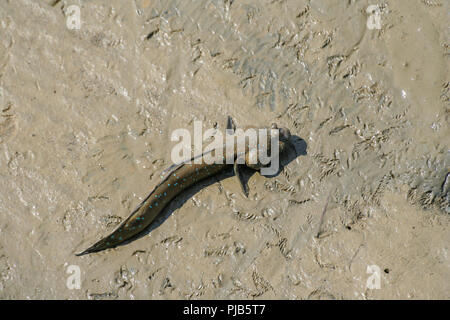 Eine große Blaupunktrochen schlammspringer (Boleophthalmus boddarti) auf freiliegenden Wattenmeer bei Ebbe in Malakka, Malaysia. Stockfoto