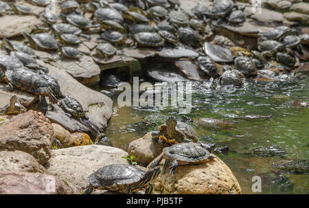 Ein niedliches Sonnenbaden Rotwangen-schmuckschildkröte (TRACHEMYS SCRIPTA elegans) auf einem Felsen unter zahlreichen anderen Schildkröten in einem chinesischen Tempel in Malaysia. Stockfoto