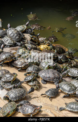 Menge Rotwangen-schmuckschildkröte (TRACHEMYS SCRIPTA elegans) Schwimmen und Sonnenbaden in einem chinesischen Tempel in Malaysia. Stockfoto