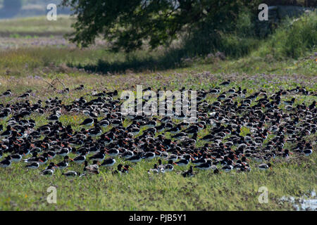 Herde der Eurasischen Austernfischer Haematopus ostralegus, Roosting auf Gras, Morecambe Bay, Lancashire, Großbritannien Stockfoto