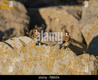 Paar Goldfinches, Carduelis carduelis, hoch auf einem Felsen, Morecambe Bay, Lancashire, Großbritannien Stockfoto