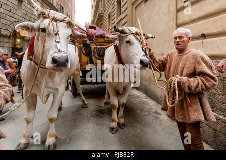 Die traditionelle "weißen Ochsen" sind durch die Straßen von Siena und der Palio di Siena, Siena, Italien vorgeführt Stockfoto