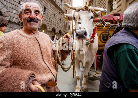 Die traditionelle "weißen Ochsen" sind durch die Straßen von Siena und der Palio di Siena, Siena, Italien vorgeführt Stockfoto