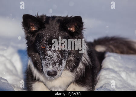 Ayla im Schnee bin Gerlos Stockfoto