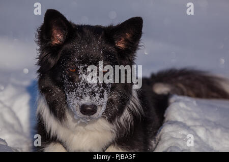 Ayla im Schnee bin Gerlos Stockfoto