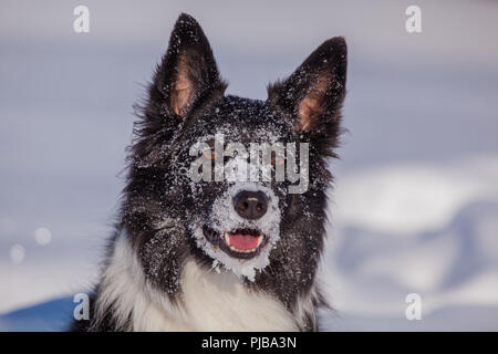 Ayla im Schnee bin Gerlos Stockfoto