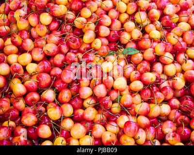 Rote und gelbe Rainier Kirschen Hintergrund. Stockfoto