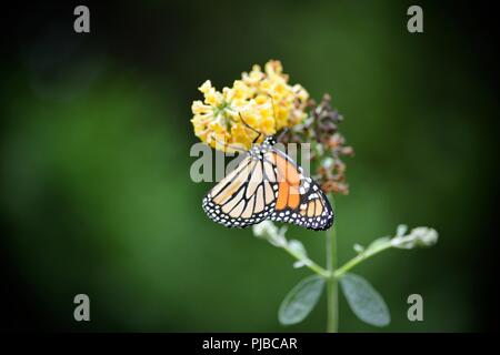 Monarch-Schmetterling Stockfoto