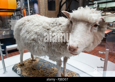 Das Schaf Dolly im National Museum of Scotland in Edinburgh, Großbritannien Stockfoto