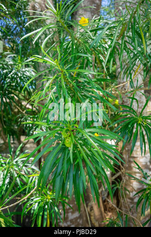 Delonix regia auch als Flame Tree bekannt, tropische Flora Stockfoto