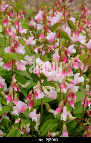 Lathyrus vernus 'Alboroseus' jährlichen Frühling Erbse in voller Blüte in einem Englischen Garten, Großbritannien Stockfoto