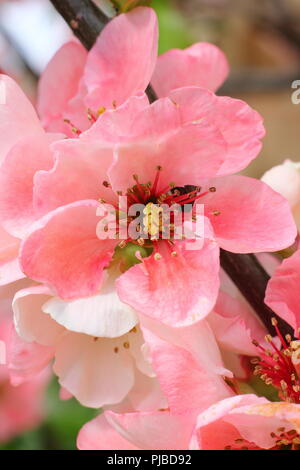 Chaenomeles speciosa 'Moerloosei 'japanische Quitte Stockfoto