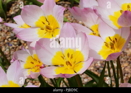 Tulipa saxatilis (Gruppe) Bakeri Lilac Wonder in Blüte in einem Englischen Garten im Frühjahr, Großbritannien Stockfoto