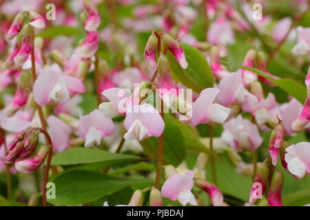 Lathyrus vernus 'Alboroseus' jährlichen Frühling Erbse in voller Blüte in einem Englischen Garten, Großbritannien Stockfoto