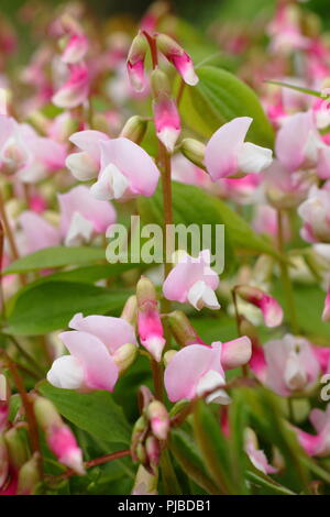 Lathyrus vernus 'Alboroseus' jährlichen Frühling Erbse in voller Blüte in einem Englischen Garten, Großbritannien Stockfoto