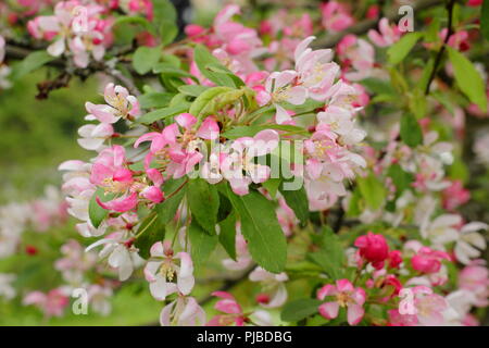 Malus × Floribunda. Japanische Crab Apple Blossom, Mai, UK auffällige Crab Apple Stockfoto