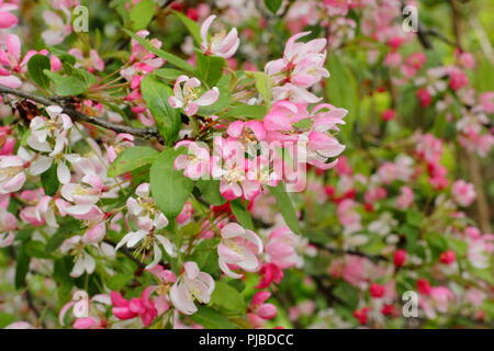 Malus × Floribunda. Japanische Crab Apple Blossom, Mai, UK auffällige Crab Apple Stockfoto