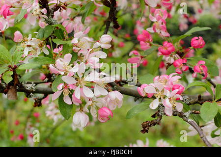 Malus × Floribunda. Japanische Crab Apple Blossom, Mai, UK auffällige Crab Apple Stockfoto