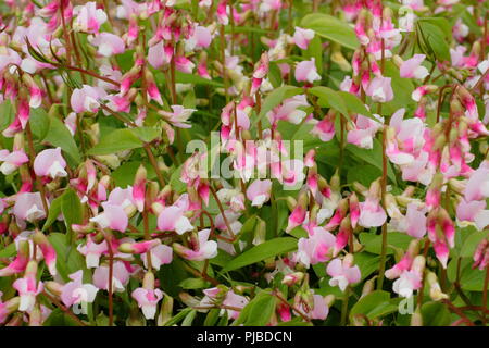 Lathyrus vernus 'Alboroseus' jährlichen Frühling Erbse in voller Blüte in einem Englischen Garten, Großbritannien Stockfoto