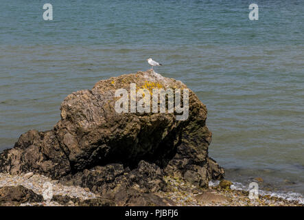 Silbermöwe thront auf einem Felsen auf Mumbles Strand, Swansea Bay South Wales Stockfoto