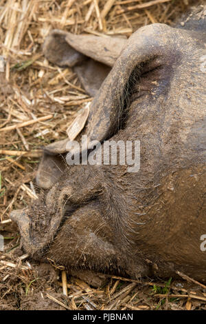 Eine große Schweine oder Wildschwein eingeschlafen auf etwas Stroh. Stockfoto