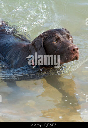 Labradinger oder springador gundog Schwimmen und schauen sehnsüchtig auf Eigentümer. Stockfoto