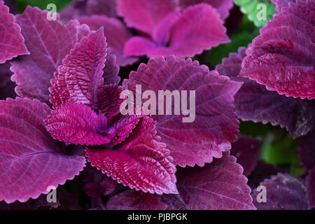 Coleus redhead closeup in einem Blumenbeet. Oklahoma, USA. Stockfoto