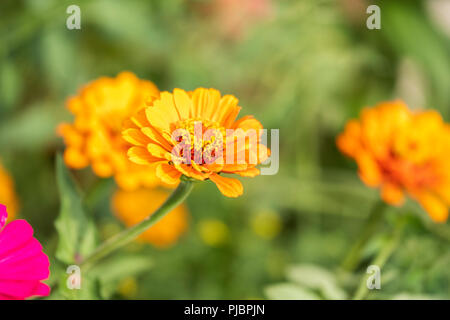 Golden orange farbige Zinnia elegans in einem Blumenbeet in Oklahoma, USA wächst. Stockfoto