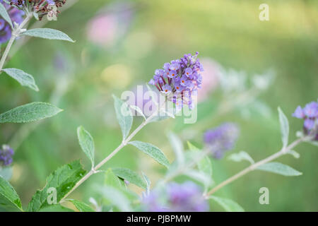 Junge lila Blüten von einem Schmetterling Bush, Buddleja davidii, in Oklahoma, USA. Stockfoto