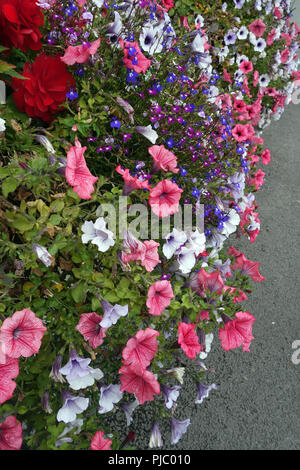Bunte Fenster Boxen in Lerwick, Yorkshire, England Stockfoto