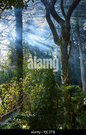 Bonfire Rauch hängt in den Baumkronen am frühen Morgen Sonnenschein als überwintern Clearing ist durch die arduaine Gärten durchgeführt Stockfoto