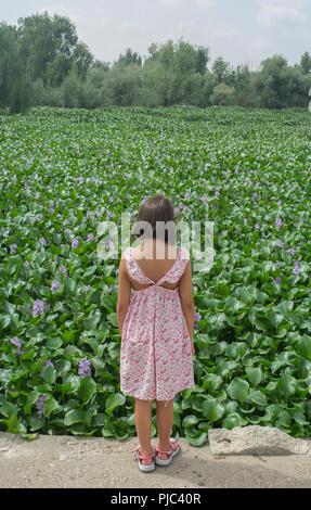 Kind, Mädchen über invasive Wasserhyazinthe, wobei über den gesamten Verlauf der Fluss Guadiana, in der Nähe von Badajoz, Spanien Stockfoto