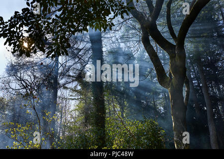 Bonfire Rauch hängt in den Baumkronen am frühen Morgen Sonnenschein als überwintern Clearing ist durch die arduaine Gärten durchgeführt Stockfoto