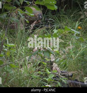 Yavoriv, Ukraine-Klasse 703-2018 Basic Führung Kurs von 7th Army Training Befehl nicht angewiesen, Unteroffizieren während ein Feld Training am Yavoriv Combat Training Center (CTC) am 11. Juli. 40 Soldaten der 27 Infantry Brigade Combat Team (Vorwärts) Teil im Kurs und, wie hier zu sehen squad Mitglieder Sgt. Daniel Igielisnki (oben) von Buffalo, NY, und SPC. Joshua Aponte von Buffalo, NY, (unten) nehmen Sie die Abdeckung im hohen Gras ihre Bewegungen, mit denen das Ziel. Stockfoto