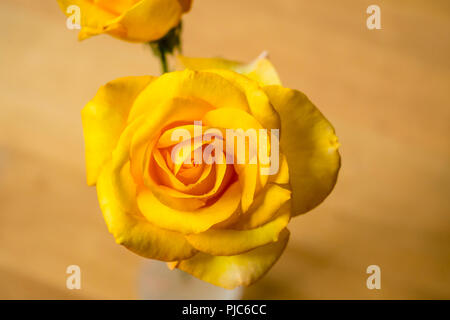 Gelbe Rosen mit Wassertropfen auf Blüten mit gelbem Hintergrund. Stockfoto
