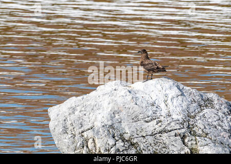 Great Skua (Eulen skua) in Spitzbergen, Norwegen. Stockfoto