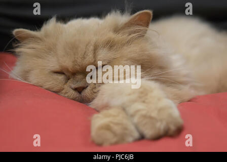 Motion von Sleepy Persischen Katze auf Bett Stockfoto