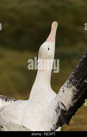 Ein junges Männchen Wanderalbatross (Diomedia exulans) Sky-Aufruf (Anzeigen) auf Bird Island, South Georgia, Antarktis Stockfoto